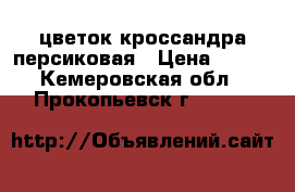 цветок кроссандра персиковая › Цена ­ 200 - Кемеровская обл., Прокопьевск г.  »    